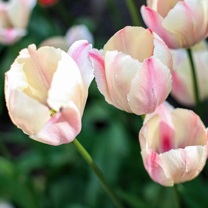 Pretty, pale pink and cream tulips.